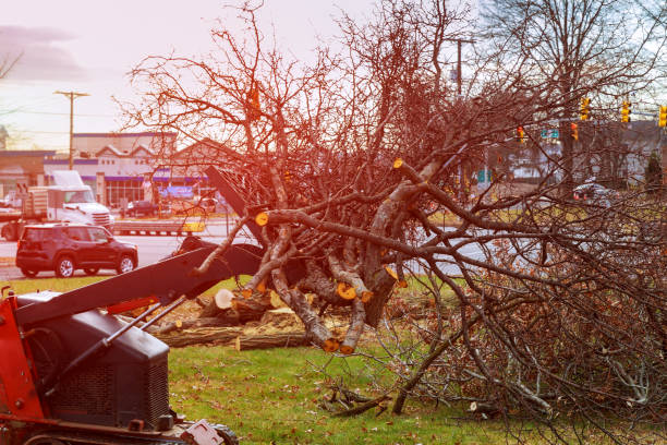 How Our Tree Care Process Works  in  Fairview, TX