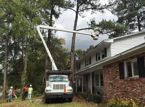 Best Emergency Tree Removal  in Fairview, TX