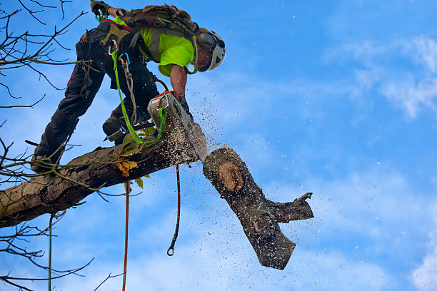 Best Tree Trimming and Pruning  in Fairview, TX